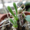 10pcs Monilaria Obconica Succulent Plants Seeds Garden Aizoaceae Perennial Herb
