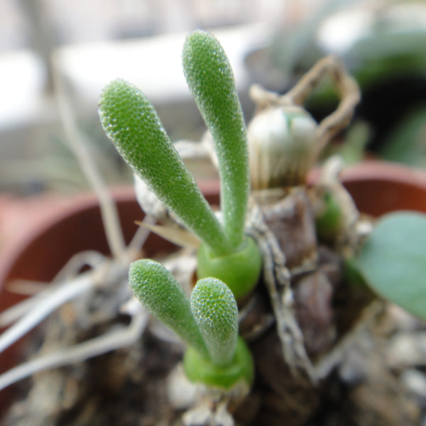 10pcs Monilaria Obconica Succulent Plants Seeds Garden Aizoaceae Perennial Herb