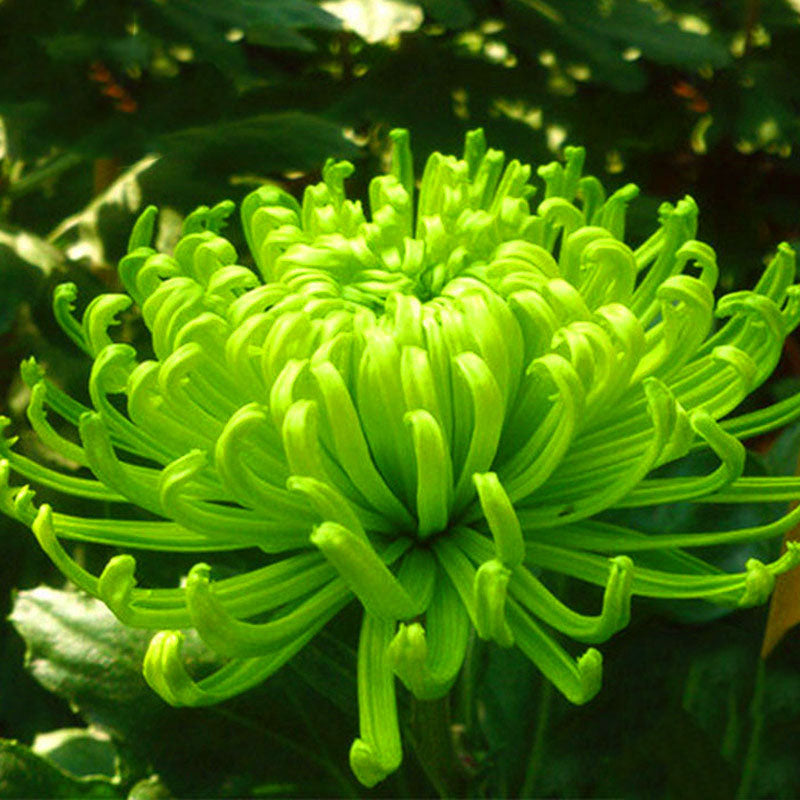 Egrow 100 Pcs/Pack Chrysanthemum Seeds Balcony Potted Rare Green Chrysanthemum Flower Garden Beautiful Potted Plant Bonsai