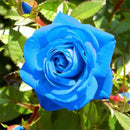 100 PCS Blue Dragon Rose Seeds Rare Beautiful Stripe Rose Bush Plant Garden