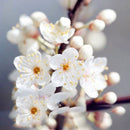 Egrow 10Pcs/Bag Cherry Seeds Rosaceae Cherry Plum Shrub Prunus Cerasifera Bonsai Ornamental Plants