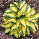 Egrow 100Pcs Plantain Lily Flower Seeds Green Yellow Hosta Plants Seeds Garden Perennial Plant