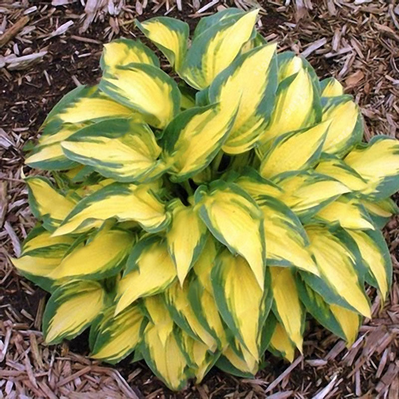 Egrow 100Pcs Plantain Lily Flower Seeds Green Yellow Hosta Plants Seeds Garden Perennial Plant