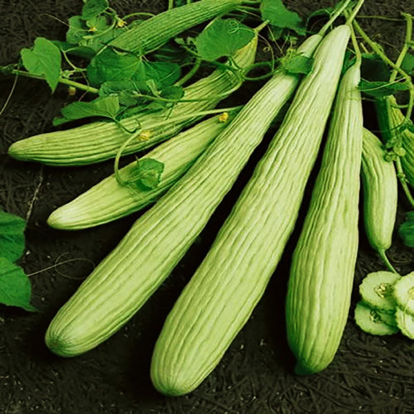 Egrow 50 Pcs/Bag Giant Long Green Cucumber Seeds Crisp Sweet Fruit Organic Vegetable Seed