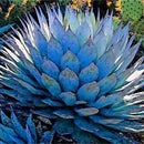 Egrow 100 PCS Garden Succulent Bonsai Various Lithops Seeds Living Stone Flower Cacti Cactus Plant