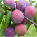 Egrow 5Pcs/Bag Plums Seeds Chinese Round Plums Fruit Red Li Zi Tree Seeds Spring Bonsai Garden Plant