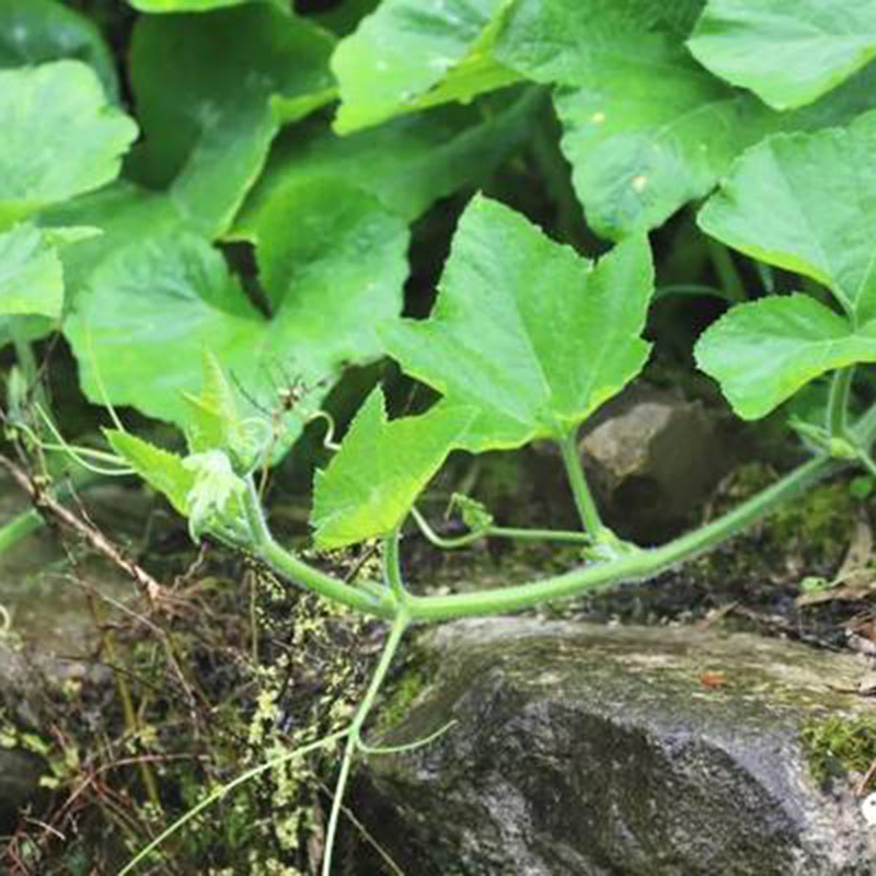 Egrow 30Pcs/Pack Chayote Seeds Natural Delicious Chayote Green Bonsai Rare Organic Vegetables Fruits