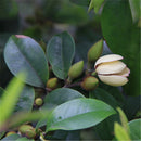 Egrow 30 Pcs/Pack Orchid Seeds Michelia Figo Tree Plant Michelia Figo Folwer Seeds