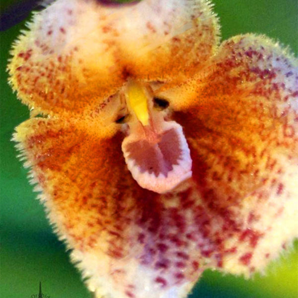 Egrow 100Pcs/Packs Monkey Face Orchid Seeds Home Garden Bonsai Flowers Seeds Planting