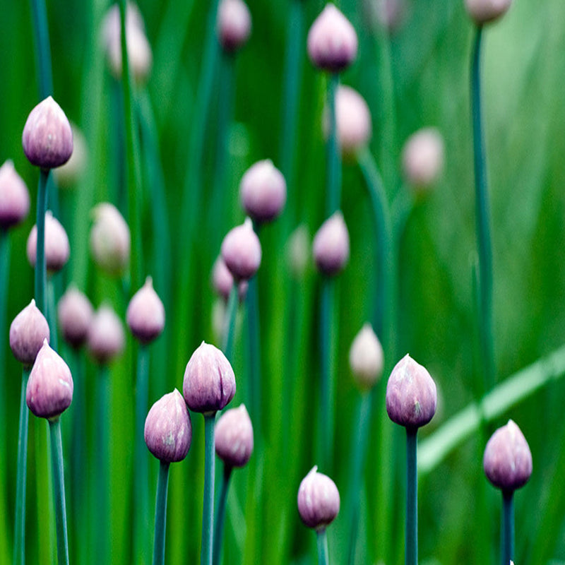 Egrow 1000Pcs/Pack Gram Chive Seeds Herb Flower Vegetable Home Garden Edible Plants