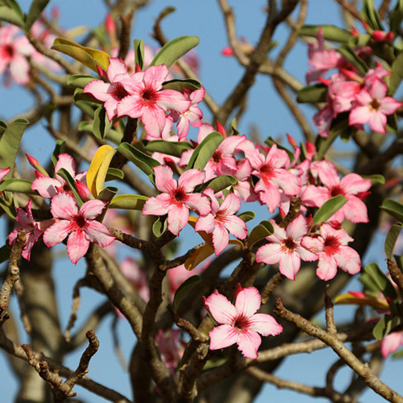 Egrow 10Pcs Adenium Obesum Seeds Balcony Flowers Rainbow Desert Rose Seeds
