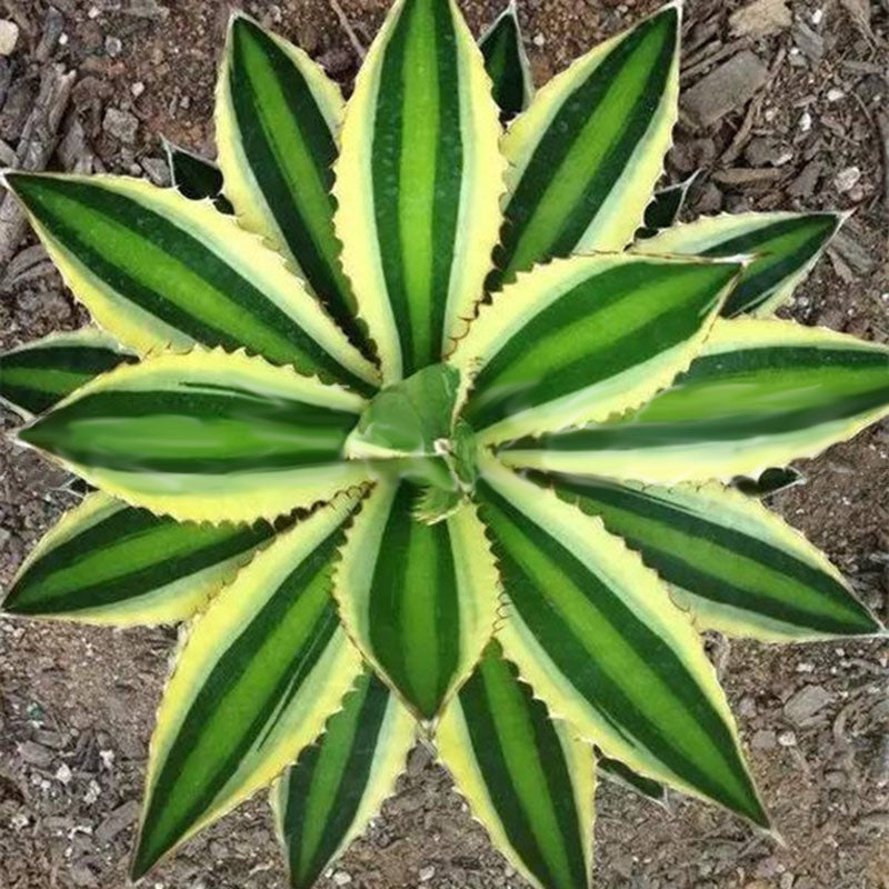 Egrow 100Pcs/Pack Aloe Cacti Agave Seeds Rare Succulent Plants Indoor Planta Agave-Americana Potted Agave Plants For Home Garden