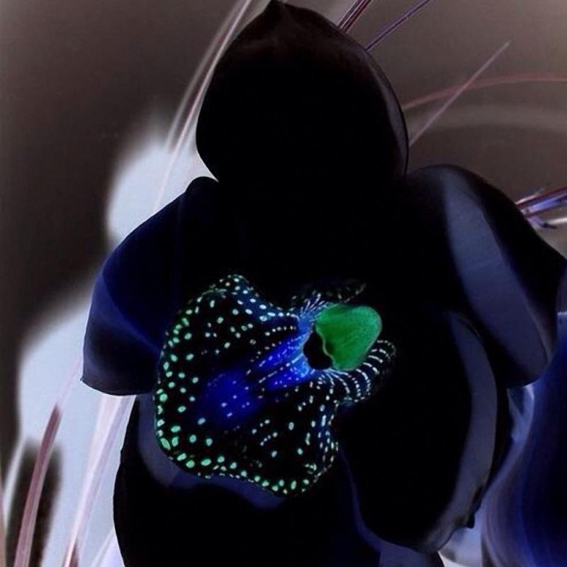 Egrow 100 PCS Rare Black Orchid Flower Seeds Exotic Orchid Home Garden Bonsai Planting Seeds