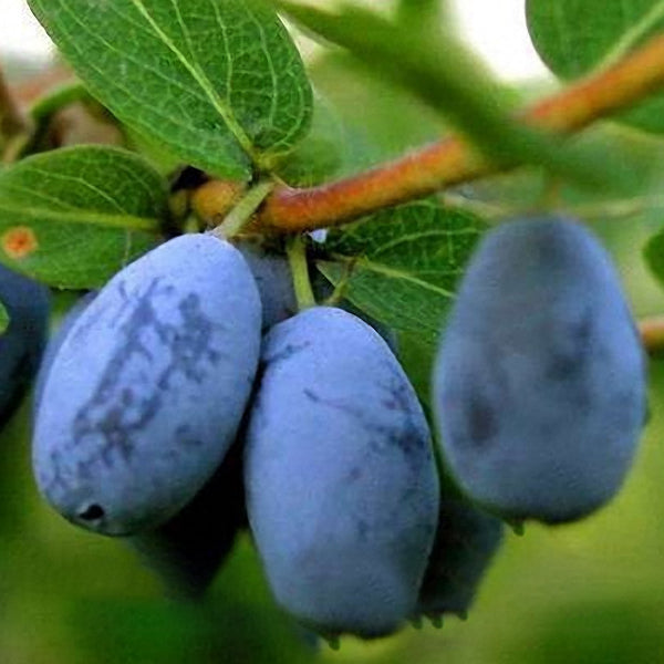 Egrow 200Pcs/Pack Lonicera Caerulea Fruit Seeds Home Garden Plants Honeyberry Blueberry Seeds