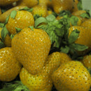 500Pcs Yellow Strawberry Seeds Garden Seeds Fruit Seeds