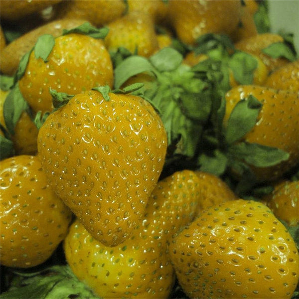 500Pcs Yellow Strawberry Seeds Garden Seeds Fruit Seeds