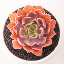 Egrow 100Pcs/Pack Echeveria Succulent Seeds Garden Planting Rare Lithops Plant Bonsai Flower Seed