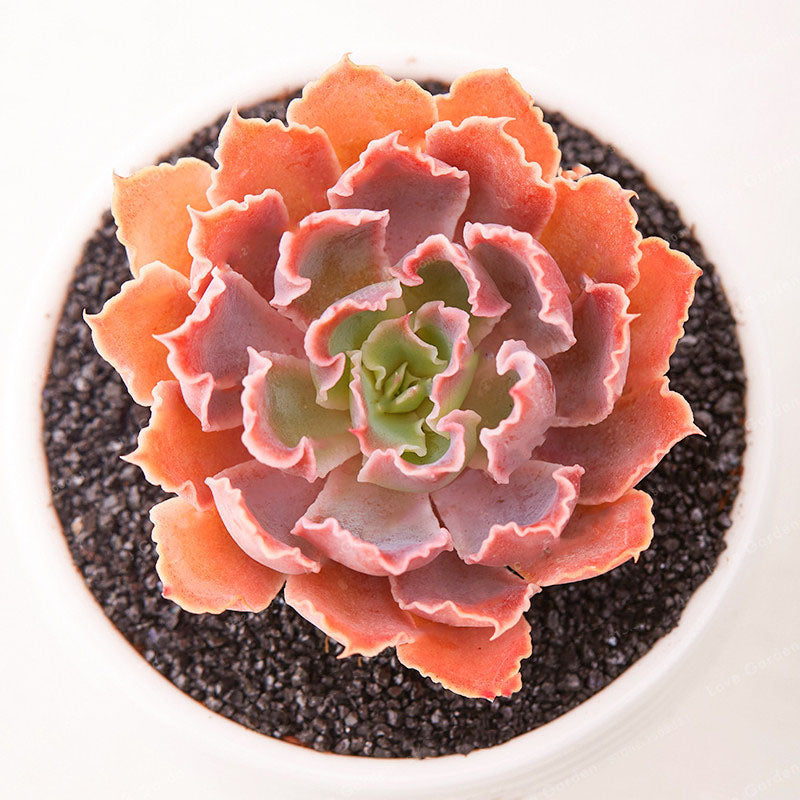 Egrow 100Pcs/Pack Echeveria Succulent Seeds Garden Planting Rare Lithops Plant Bonsai Flower Seed