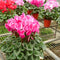 Egrow 100 Pcs/Pack Cyclamen Seeds Cyclamen Bonsai Cyclamen Floreslings Plants Primrose Flowers Garden