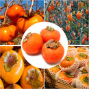 Egrow 30 Pcs/Pack Persimmon Tree Seeds Diospyros Kaki Fruit Seed Home Garden Bonsai Plants