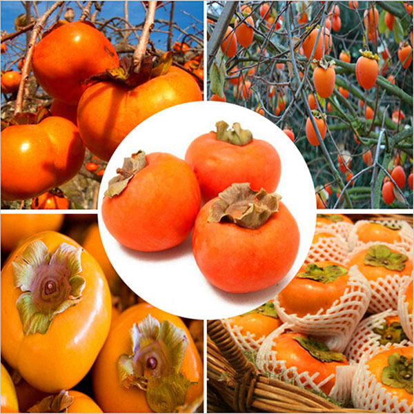 Egrow 30 Pcs/Pack Persimmon Tree Seeds Diospyros Kaki Fruit Seed Home Garden Bonsai Plants