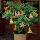 Egrow 50Pcs/Bag Brugmansia Seeds Angel Trumpet Yellow Brugmansia Seeds Huge Fragrant Trumpet Flowers
