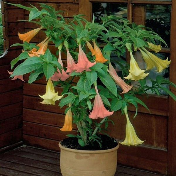 Egrow 50Pcs/Bag Brugmansia Seeds Angel Trumpet Yellow Brugmansia Seeds Huge Fragrant Trumpet Flowers