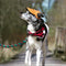 Summer Pet Dog Cute Print Cap Baseball Hat Small Dog Outdoor Hat Baseball Cap Pet Grooming Dog Hat Pets Accessories For Dogs Cats