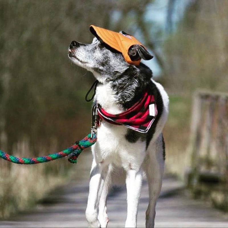 Summer Pet Dog Cute Print Cap Baseball Hat Small Dog Outdoor Hat Baseball Cap Pet Grooming Dog Hat Pets Accessories For Dogs Cats