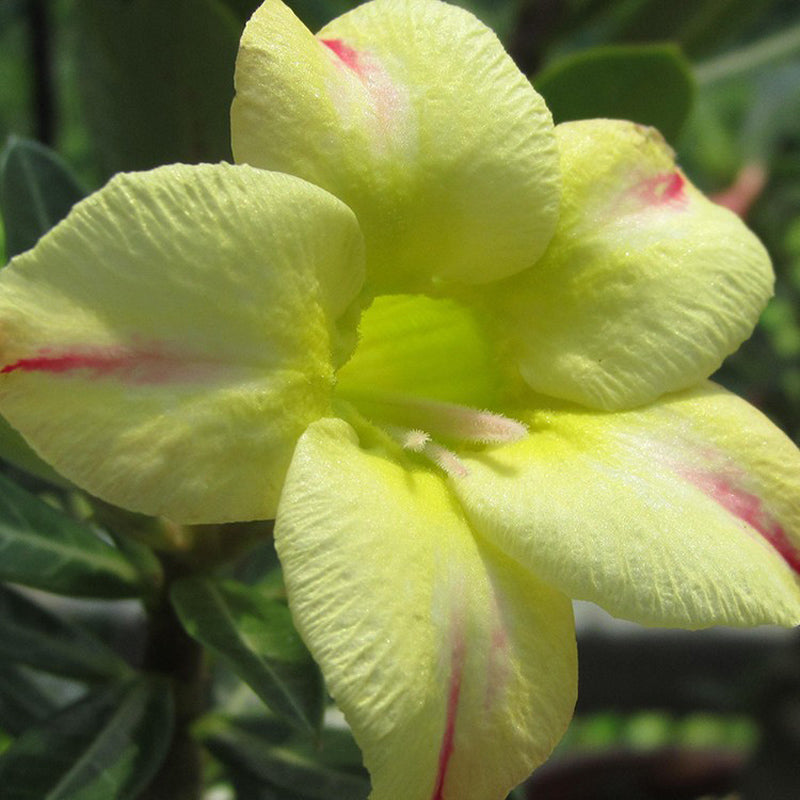 Egrow 10Pcs Adenium Obesum Seeds Balcony Flowers Rainbow Desert Rose Seeds