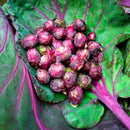 Egrow 10Pcs/Pack Brussels Sprouts Seeds Purple Thousand-Headed Cabbage Bonsai Brussels Sprouts Cabbage Garden Vegetable