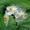 10PCS Japanese Lotus Flower Seeds White Petal Flower with Rain Turns Translucent Bonsai Crystal