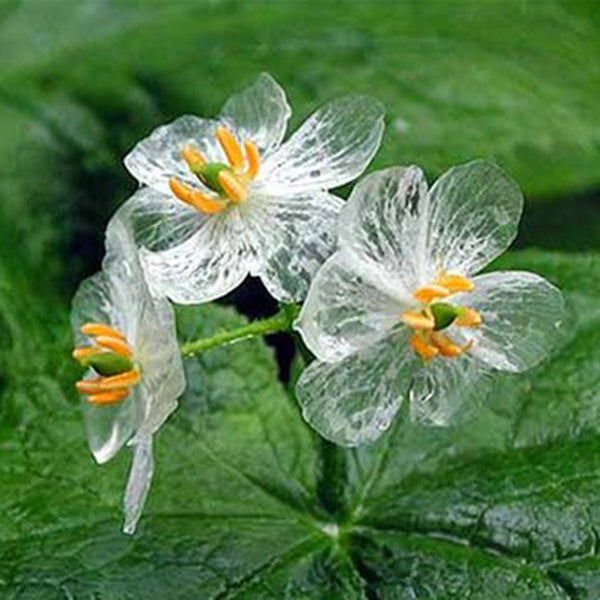 10PCS Japanese Lotus Flower Seeds White Petal Flower with Rain Turns Translucent Bonsai Crystal
