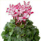 Egrow 100 Pcs/Pack Cyclamen Seeds Cyclamen Bonsai Cyclamen Floreslings Plants Primrose Flowers Garden