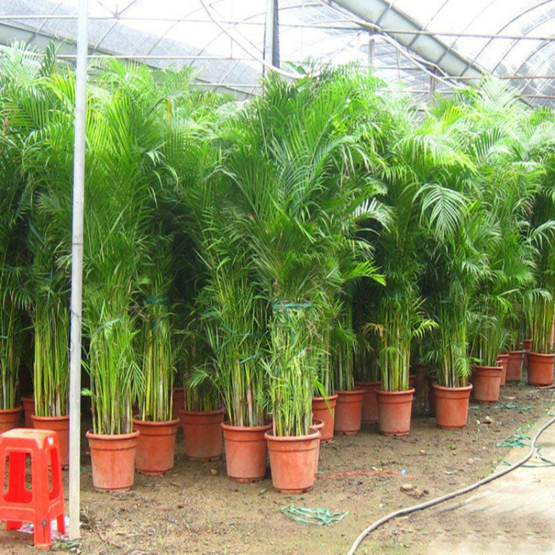 Egrow 5Pcs/Pack Indoor Palm Tree Seeds Chrysalidocarpus Lutescens Areca Plants Bonsai Home Decor Air Plants