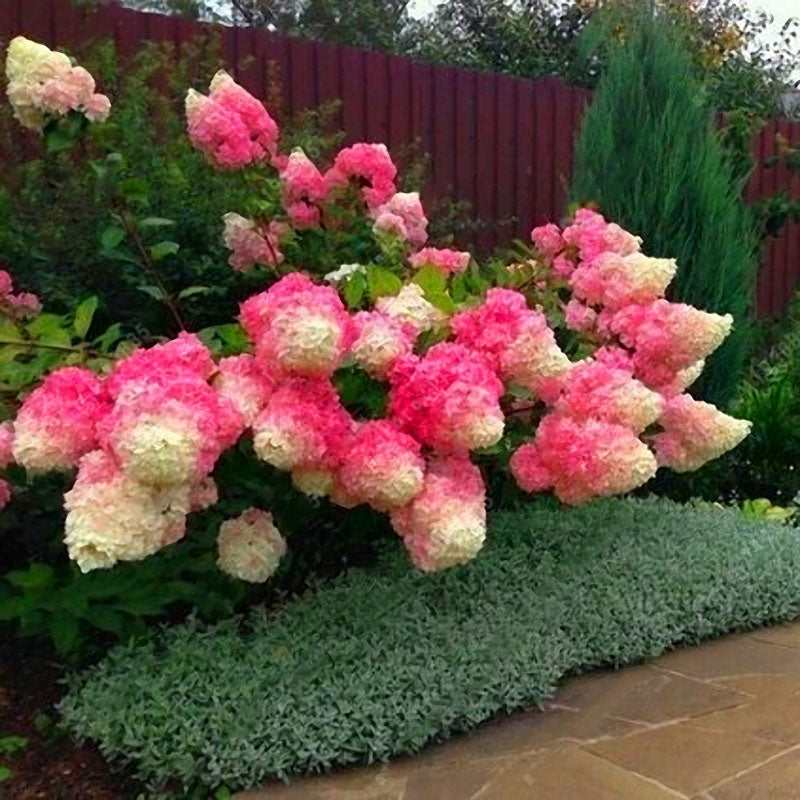 Egrow 20Pcs Hydrangea Flower Seed Vanilla Strawberry Seeds For Outdoor Home Planting Bonsai