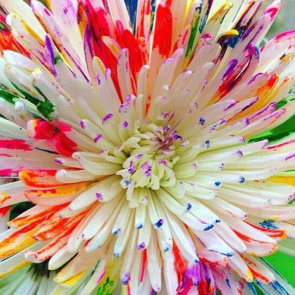 Egrow 100PCS/Pack Rare Watercolor Chrysanthemum Seeds Lovely Rainbow Watercolor Chrysanthemum Natural DIY Garden Flower