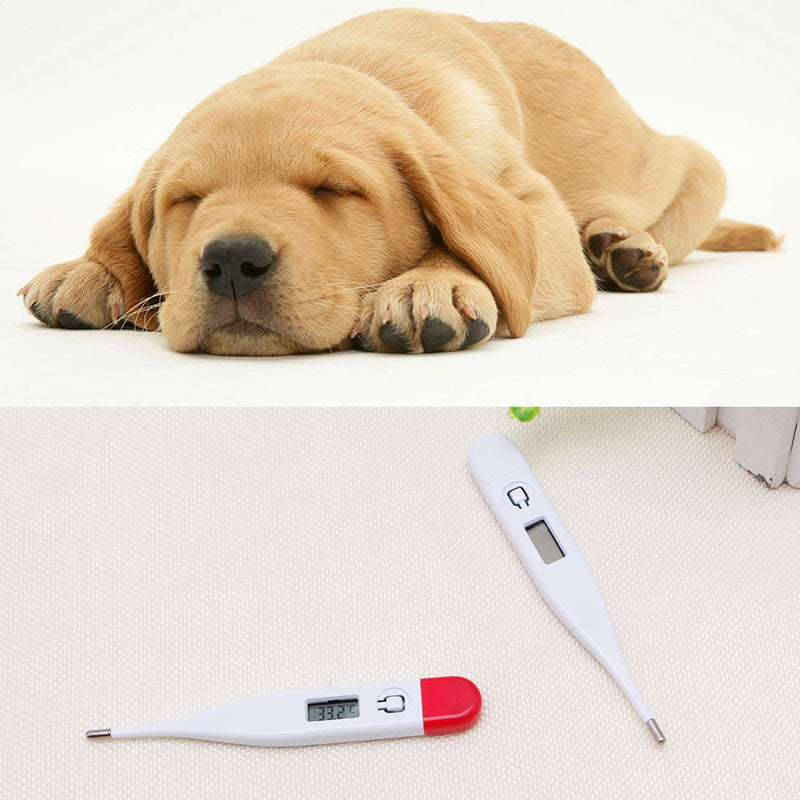 Veterinary Thermometer Digital Thermometer Pet Dog Puppy Cats Rabbits Kittens Temperature
