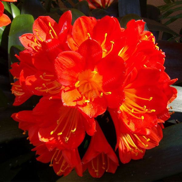 Egrow 100 Pcs/Pack Potted Clivia Seeds Miniata Plant Gorgeous Bonsai Rare Bush Lily Flower Bonsai DIY Home Garden