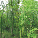 Egrow 10 Pcs/Pack Moringa Seeds Home Garden Plants Seeds Garden Decoration