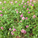 Egrow 400 Pcs/Pack Herba Red Clover Seeds Herba Red Clover Plant Trifolium Pratense