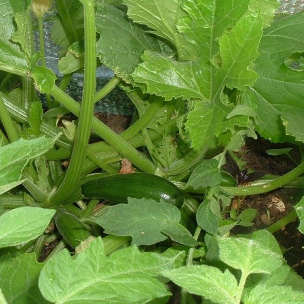 Egrow 20 Pcs/Pack Zucchini Squash Seed Vegetable Fruits Seasons Melon Seeds For Home Garden Planting