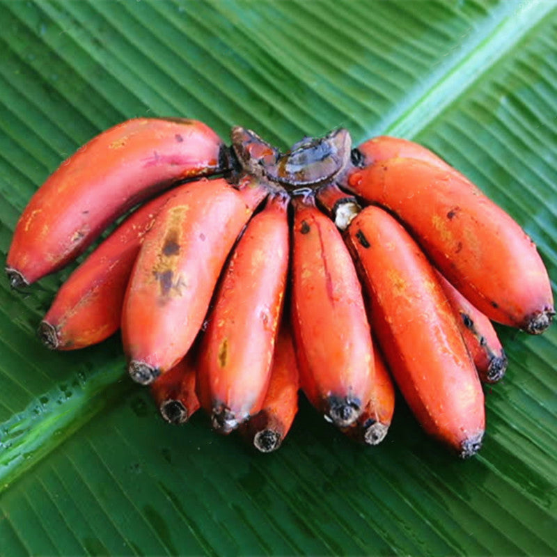 Egrow 40Pcs/Pack Red Banana Seeds Garden Potted Fruit Tree Bonsai