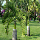 Egrow 20 Pcs Exotic Bottle Palm Seeds Bonsai Tropical Ornamental Tree Plant Seeds Garden Planting