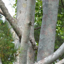 Egrow 30 Pcs/Pack Pinus Bungeana Tree Seeds Pinus Bungeana Tree Semente Plant White Pine