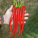 Egrow 100Pcs/Pack Red Pepper Seeds Garden Long Chili Vegetable Seeds Home Kitchen Seasoner