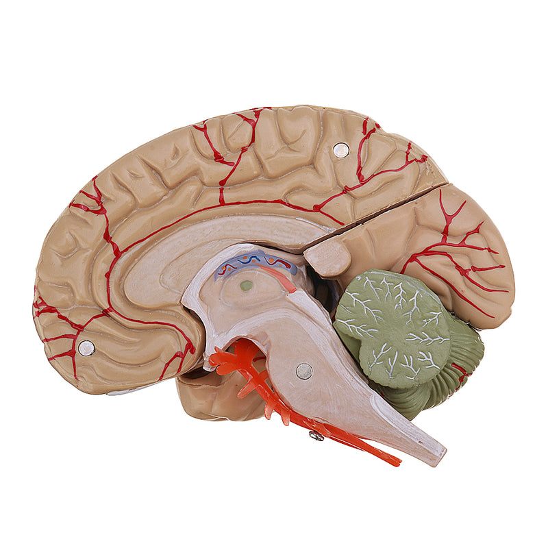 Life Size Human Brain Model w/ Arteries Medical Anatomical Cerebral Mo ...