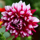 Egrow 10 Pcs/Pack Dahlia Seeds Dahlia Bulbs Exotic Rare Plants Bonsai Perennial Flower Bulbs Garden