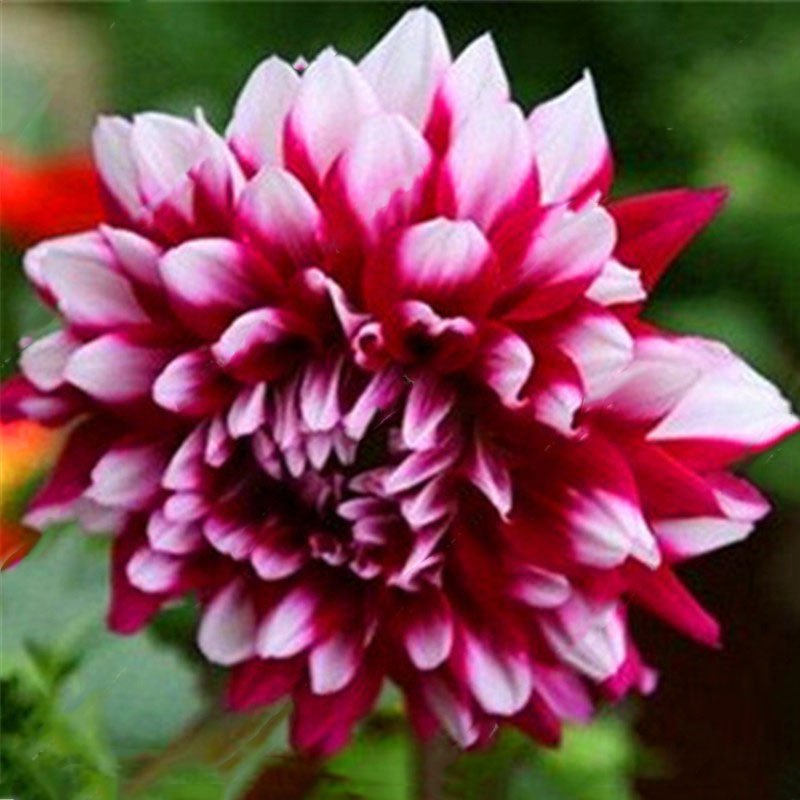 Egrow 10 Pcs/Pack Dahlia Seeds Dahlia Bulbs Exotic Rare Plants Bonsai Perennial Flower Bulbs Garden