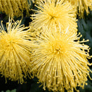Egrow 100 Pcs/Pack Chrysanthemum Seeds Yellow Chrysanthemum Bonsai DIY Gardening Flower Plant